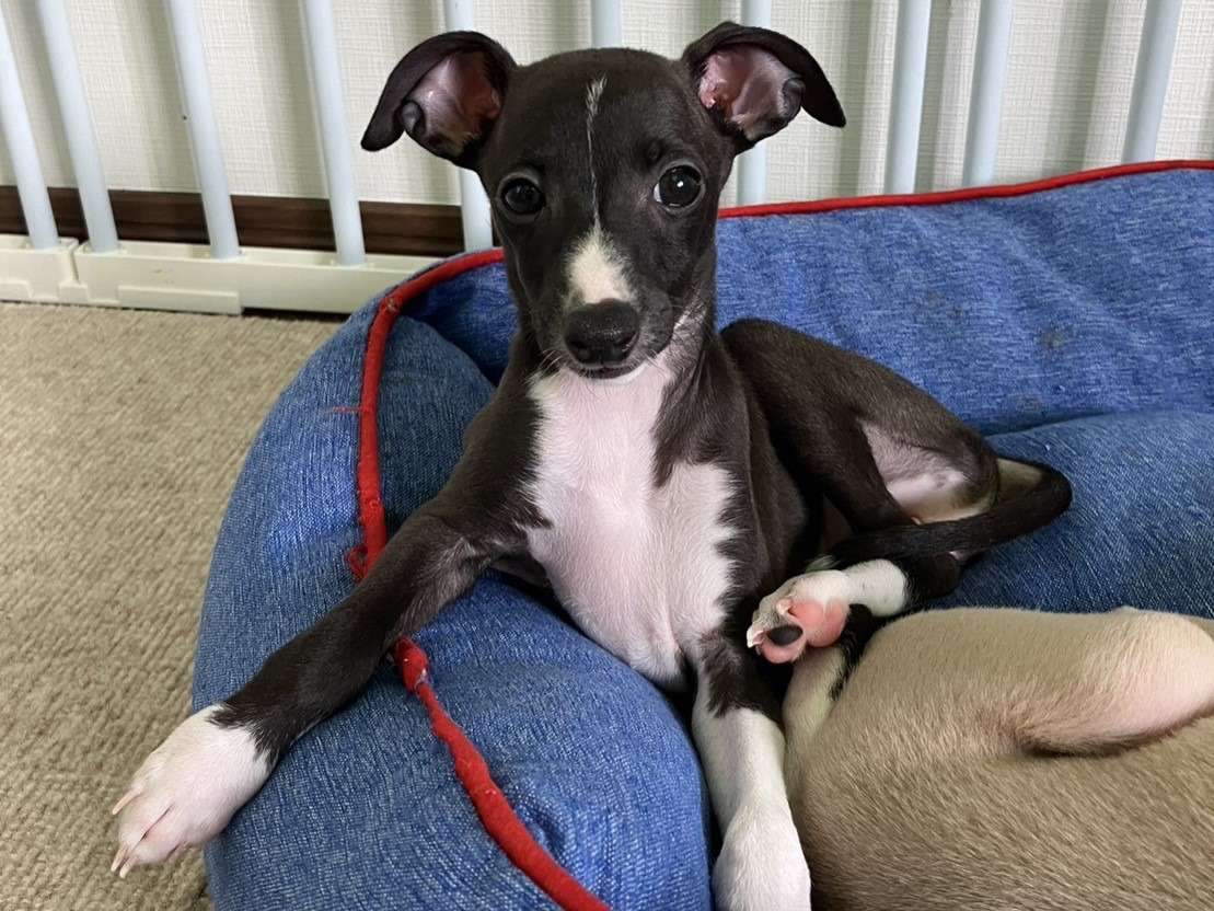 イタリアングレーハウンド1