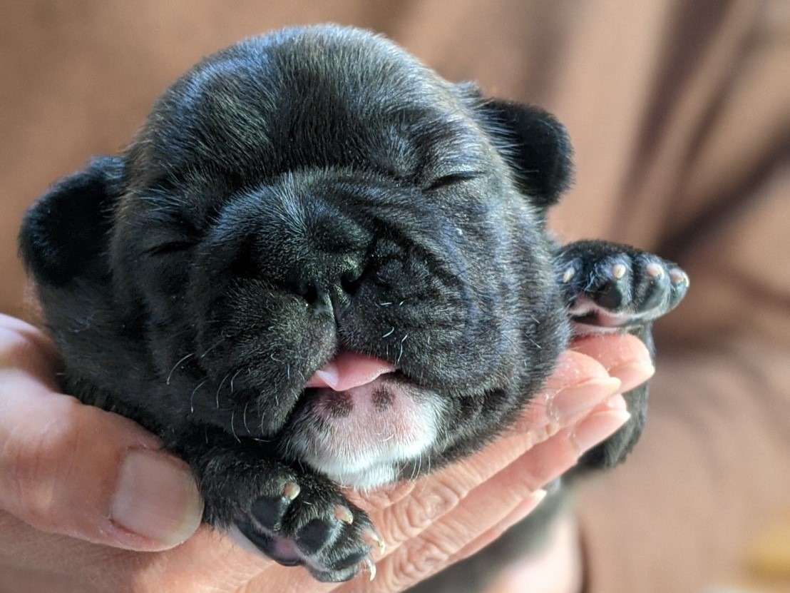 フレンチブルドッグ3