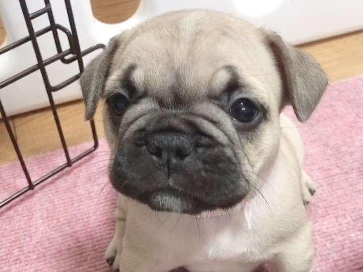 フレンチブルドッグ4