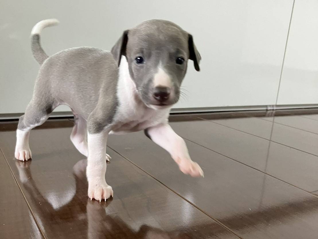 イタリアングレーハウンド2