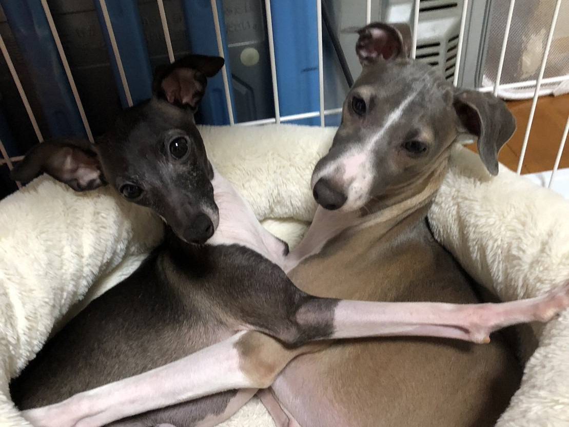 イタリアングレーハウンド3