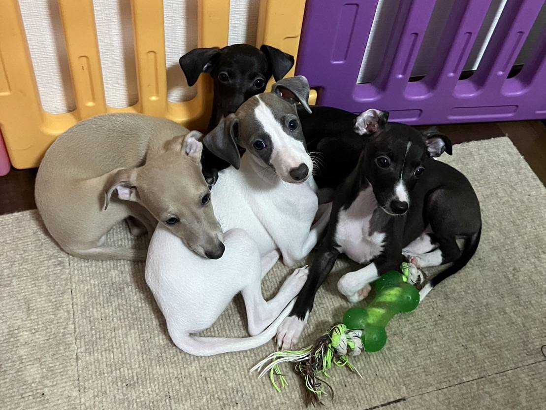 イタリアングレーハウンド4